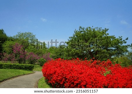 Beautiful red  royal azalea  flower with green tree and blue sky view in the outdoor