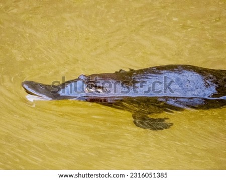 Duck-billed Platypus Monotreme in Australia