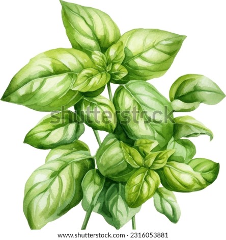 Basil fresh sprig watercolor illustration isolated on white background Royalty-Free Stock Photo #2316053881