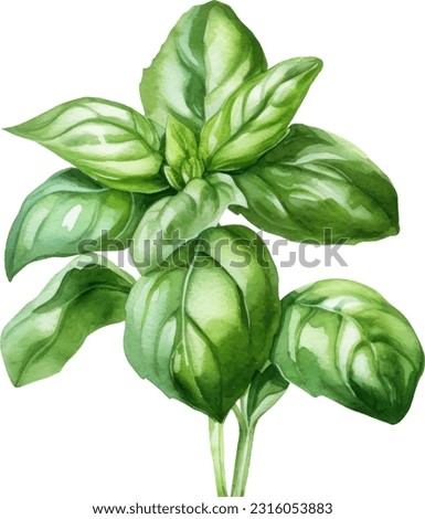 Basil fresh sprig watercolor illustration isolated on white background Royalty-Free Stock Photo #2316053883
