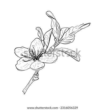 Vector illustration of blooming branch of cherry, sakura, apple, plum, wild cherry plum, bird cherry. Realistic outline of spring flowering and leaves, graphic drawing. For postcards, stickers, logo
