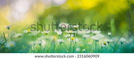 Peaceful soft focus daisy meadow landscape. Beautiful grass, sunny fresh green blue foliage. Tranquil spring summer nature closeup. Blurred forest field background. Idyllic bright nature happy flowers Royalty-Free Stock Photo #2316060909
