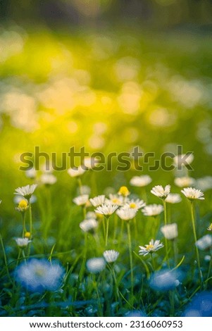 Peaceful soft focus daisy meadow landscape. Beautiful grass, sunny fresh green blue foliage. Tranquil spring summer nature closeup. Blurred forest field background. Idyllic bright nature happy flowers Royalty-Free Stock Photo #2316060953
