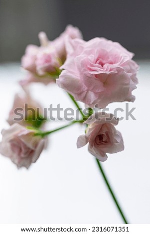 Close-up Macro Shot of Pelargonium or Garden Geranium Flowers of Rococo Sort. Vertical image Composition Royalty-Free Stock Photo #2316071351