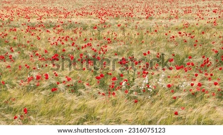  Poppies and wheat fields in the French Vexin Regional Nature Park. 