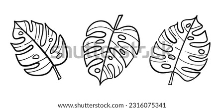 Line art tropical Monstera leaves, vector collection