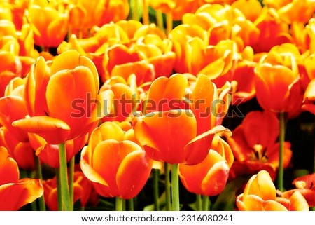 Spring carpet picture of red and yellow golden tulips in the park, plantation                               