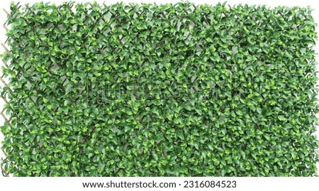 Green leaves wall background. plants. Huge green wall of Green leaves 