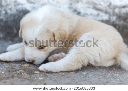 A beautiful mastiff dog puppy