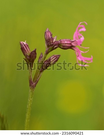 Ragged-robin ( Lychnis flos-cuculi ) blooming in the meadow. Solitary pink wildflower on the natural green background. Macro. Side view. Selective focus. Vertical photo.