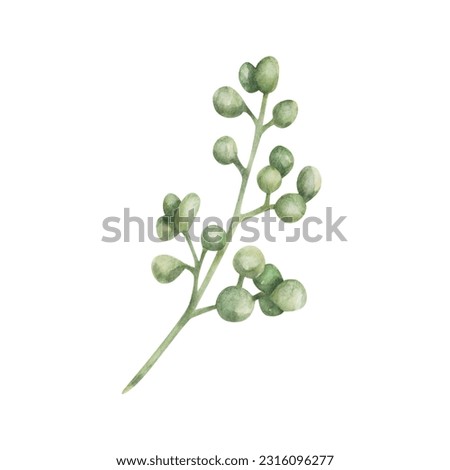 Watercolor illustration. Hand painted branch with green berries, round leaves. Olive branch with flowers in buds. Sprout with beads. Herbs. Botanical element. Isolated nature clip art for prints