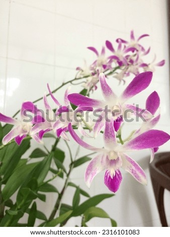 This picture shows a purple orchid with a combination of white and long petals in bloom