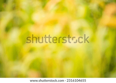Bokeh Green and Yellow Abstract Background texture
