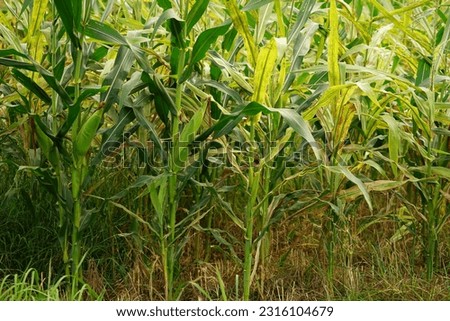 Downy mildew disease (Penyakit  bulai pada jagung) It is a major disease for corn plants.  If not handled properly will cause yield loss of up to 100%. Royalty-Free Stock Photo #2316104679