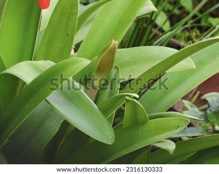 Closeup of beautiful view of amaryllis red flower with plant in a Indian garden Royalty-Free Stock Photo #2316130333