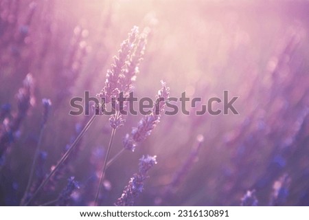 Blooming lavender flowers at sunset in Provence, France. Macro image, shallow depth of field. Beautiful summer nature background