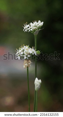 Blooming garlic chives flowers isolated on blurry green background, image for mobile phone screen, display, wallpaper, screensaver, lock screen and home screen or background 