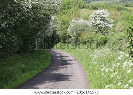 Quiet country lane in sunshine surrounded by hedgerows and hawthorn blossom Royalty-Free Stock Photo #2316141573