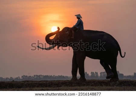 Silhouette of mahout man sit on back of big Asian elephant and stand in the field with morning sun on background with trunk in position of touch the sun.