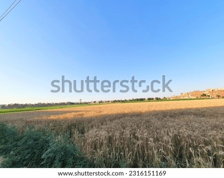 Golden fields with sunlight, blue sky and shadow, Sunny Day Pic, Landscape background pic
