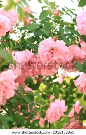 Blooming rose bush. Pink flowers on a bush in the summer garden. Flowers in the park close-up