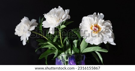 Bouquet of white peonies on black background. Flowers in glass vase. Concept: holiday invitations, postcards, decorative packaging. Selective focus. Banner. 