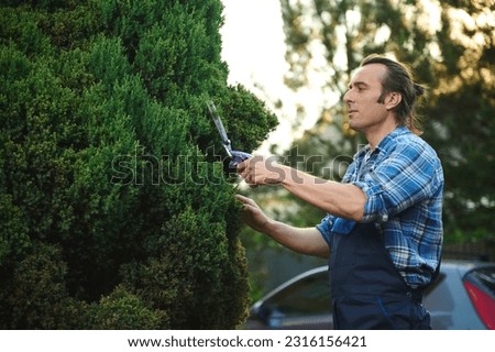 Hard work in the garden at summer time: Concentrated professional male gardener, horticulturist, floriculturist, landscaper is trimming, pruning and shaping boxwood, using hedge shears or pruners. Royalty-Free Stock Photo #2316156421