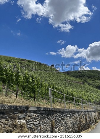 Germany Bernkastel-Kues Vine region summer 