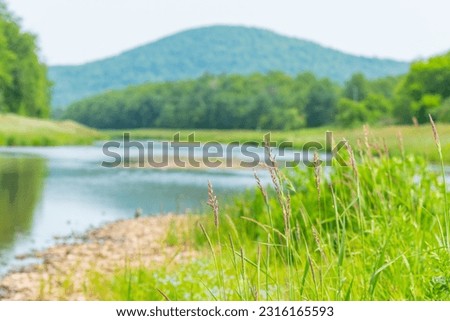 Nature green grass flowers grass in morning light textured backgrounds copy space graphic resources, spring weather and summer 
