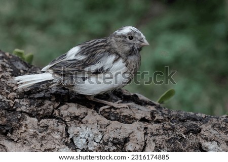A canary bird resting on a dry tree trunk. This bird has the scientific name Serinus canaria. Royalty-Free Stock Photo #2316174885