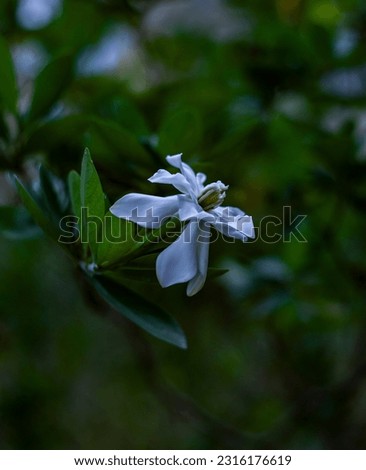 White flower of gardenia taitensis, known as tiara flower, flowering on the shrub in front of green leaves and green background.