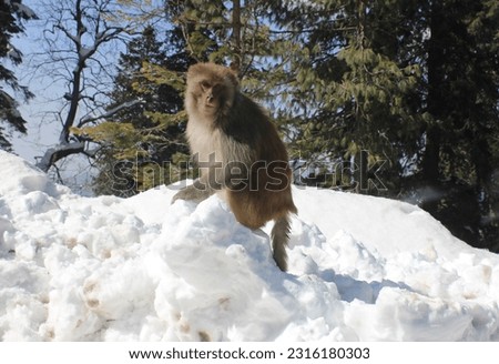 This picture show a monkey on snowfall  ice  with beautiful background of long trees, charm of  sunlight  
 that touch Himalayas mountain range of Murree  hill station in  Northern Area of Pakistan. 