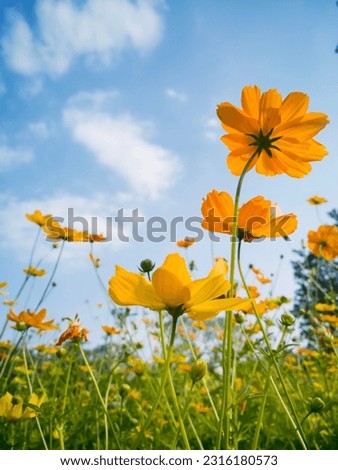 Yellow cosmos flower and blue sky vertical flower picture.