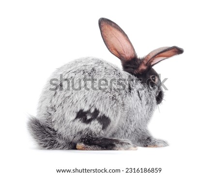 Gray rabbit isolated on a white background.