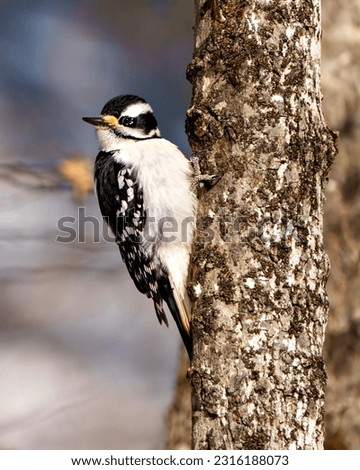 Woodpecker female side view gripping to a tree trunk and displaying white and black colour plumage in its environment and habitat surrounding.