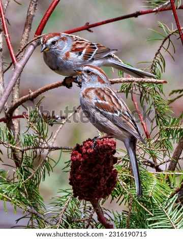 American Tree Sparrow couple close-up side view perched on a red staghorn sumac with coniferous tree forest background in their environment and habitat surrounding. Sparrow Picture.