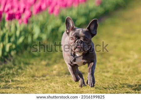 Adorable French bulldog in a colorful field of tulips with vibrant hues Dressed dog Dog clothes Royalty-Free Stock Photo #2316199825