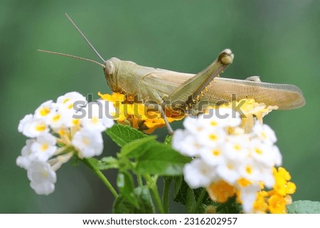 A brown locust is a young leaf.