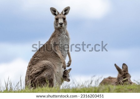 An eastern grey kangaroo (Macropus giganteus) with a baby in a pouch