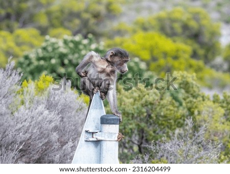 A baby Chacma Baboon playing on a signpost in the Western Cape, South Africa