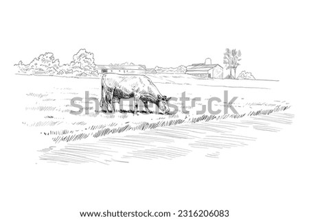 Farm sketch. Cows are grazing in a meadow. Rural landscape hand drawn vector illustration. Royalty-Free Stock Photo #2316206083