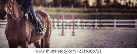 Happy horse rider patting horse. Parkour in the background. Equestrian theme. Copy space. Royalty-Free Stock Photo #2316206721