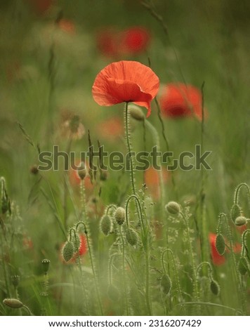 Snowshill Cotswolds Gloucestershire United Kingdom 
Poppy flowers 