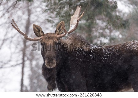 Large male moose with large antlers