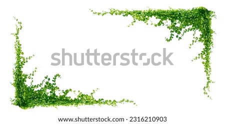 leaf vine isolates on a white background Royalty-Free Stock Photo #2316210903