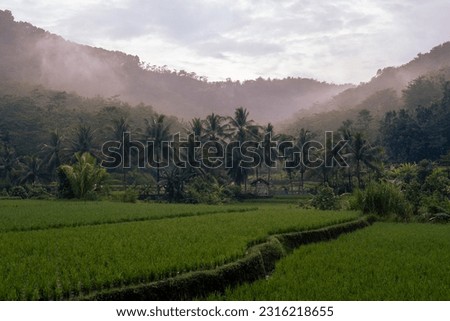 View of rice fields just finished planting season in the morning with views of coconut trees, a hut, trees, and misty hills