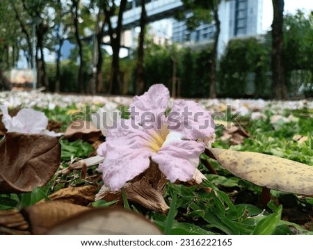 flowering  lotus Flower  garden purple flowers