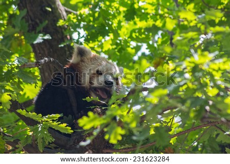Red panda bear, sleep in a tree