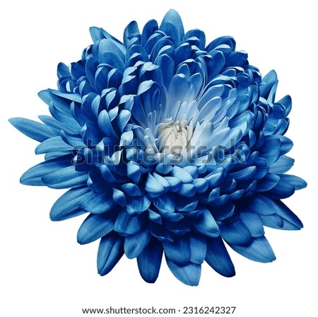 Blue  chrysanthemum flower  on white   isolated background with clipping path. Closeup.  Nature.  Royalty-Free Stock Photo #2316242327