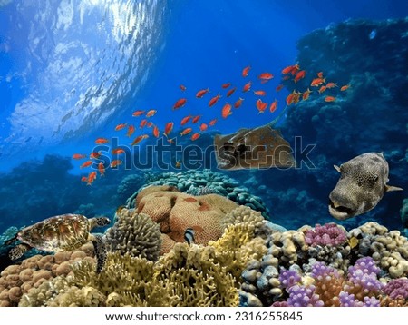 Photo of a coral colony on a reef top, Red Sea, Egypt